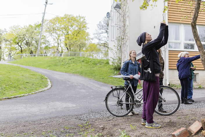 Den norske lønna er ikke like full av sirup som den kanadiske, men blomstene er søte og gode i noen uker i mai. Foto Stine Raastad Den norske lønna er ikke like full av sirup som den kanadiske, men blomstene er søte og gode i noen uker i mai. Foto Stine Raastad