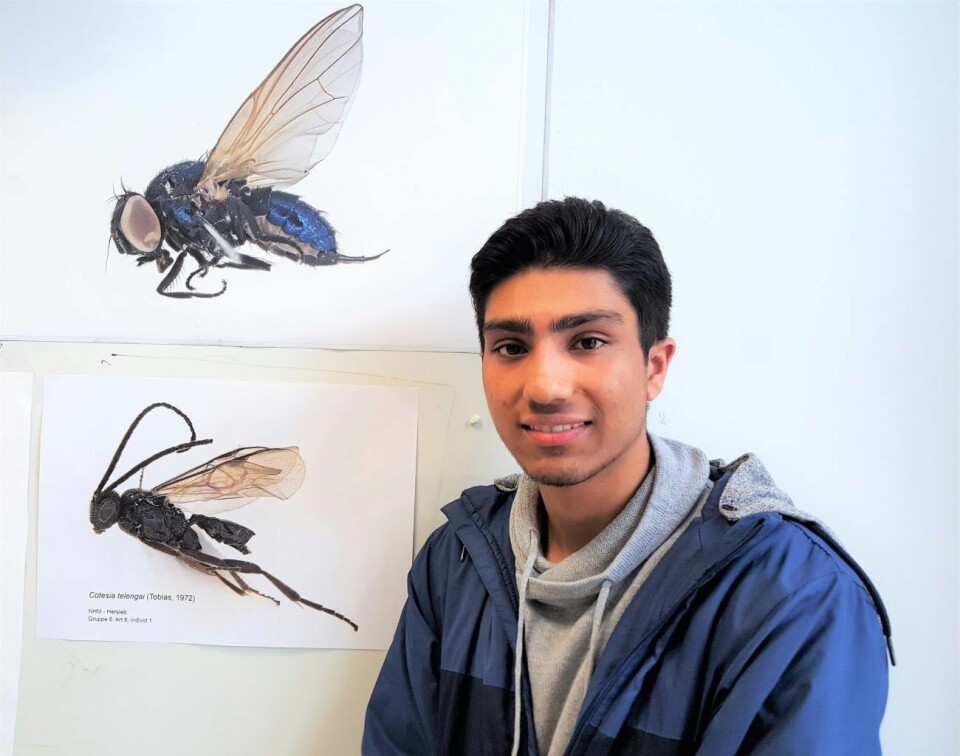 Seks elevgrupper ved Hersleb skole jobbet med prosjektet. Ahmed Rajas (18) elevgruppe oppdaget alle tre av årets nye insektarter. Den nederste fluen i bildet er en av disse tre. Den øverste ble oppdaget av en annen gruppe i fjor. Foto: Tarjei Kidd Olsen