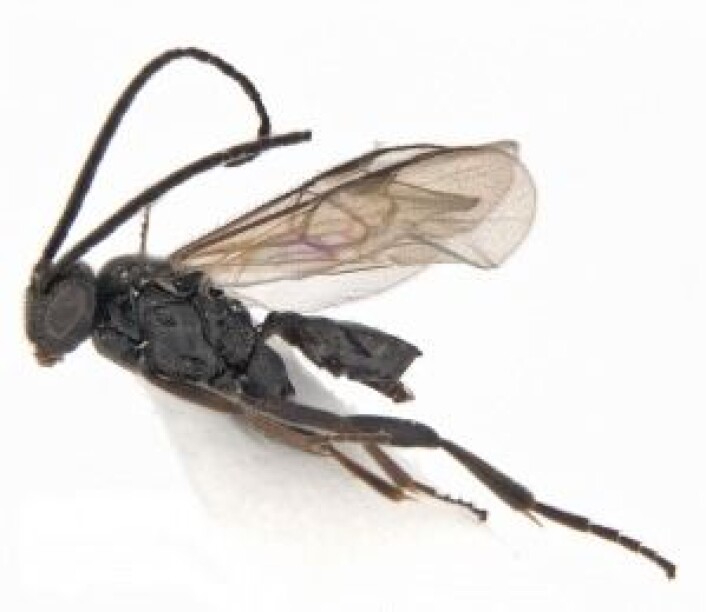 Her er et nærbilde av en av de tre artene som ble funnet i år, vepsen cotesia telengai. Foto: Geir Søli, Naturhistorisk museum Her er et nærbilde av en av de tre artene som ble funnet i år, vepsen cotesia telengai. Foto: Geir Søli, Naturhistorisk museum