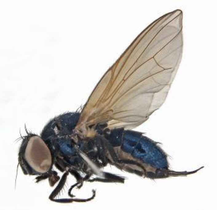Og her er et nærbilde av arten som ble funnet i fjor, et vakkert hunneksemplar av setisquamalonchaea fumosa. Foto: Geir Søli, Naturhistorisk museum Og her er et nærbilde av arten som ble funnet i fjor, et vakkert hunneksemplar av setisquamalonchaea fumosa. Foto: Geir Søli, Naturhistorisk museum