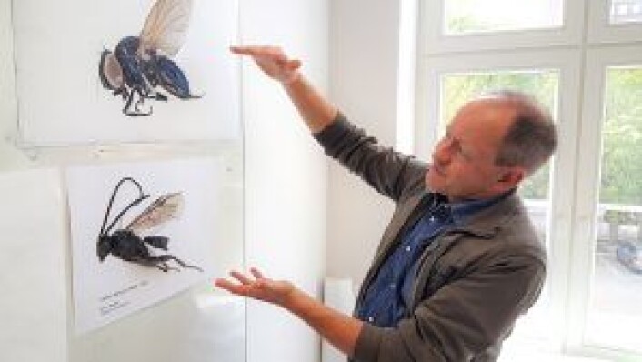 Entomolog og norsk Indiana Jones, Geir Søli fra Naturhistorisk museum, forklarer den avanserte teknikken han brukte for å ta disse insektbildene. Insektene må prepareres for fotografering, og bildene tas med stackingteknikk. Bildet er tatt i biologiklasserommet på Hersleb skole. Foto: Tarjei Kidd Olsen Entomolog og norsk Indiana Jones, Geir Søli fra Naturhistorisk museum, forklarer den avanserte teknikken han brukte for å ta disse insektbildene. Insektene må prepareres for fotografering, og bildene tas med stackingteknikk. Bildet er tatt i biologiklasserommet på Hersleb skole. Foto: Tarjei Kidd Olsen