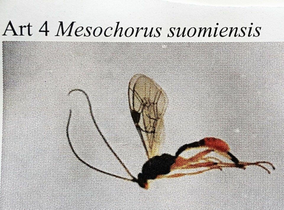 Mesochorus suomiensis. Foto: Naturhistorisk museum