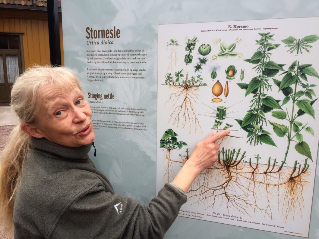 Botaniker Kristina Bjureke har laget tekstene til den nye ugressutstillingen i Botanisk hage. Foto: Vegard Velle Botaniker Kristina Bjureke har laget tekstene til den nye ugressutstillingen i Botanisk hage. Foto: Vegard Velle