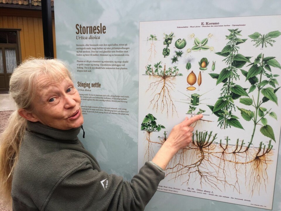 Botaniker Kristina Bjureke har laget tekstene til den nye ugressutstillingen i Botanisk hage. Foto: Vegard Velle