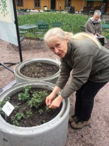 Botaniker Kristina Bjureke forteller at nesle er en av de spiselige plantene vi bør sanke og spise nå på våren. Foto: Vegard Velle Botaniker Kristina Bjureke forteller at nesle er en av de spiselige plantene vi bør sanke og spise nå på våren. Foto: Vegard Velle