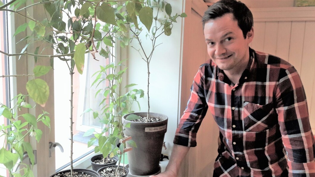 Gjennom Lokalii får du komme hjem til Espen Iversen og chiliplantene hans på Sagene. Foto: Anders Høilund Gjennom Lokalii får du komme hjem til Espen Iversen og chiliplantene hans på Sagene. Foto: Anders Høilund