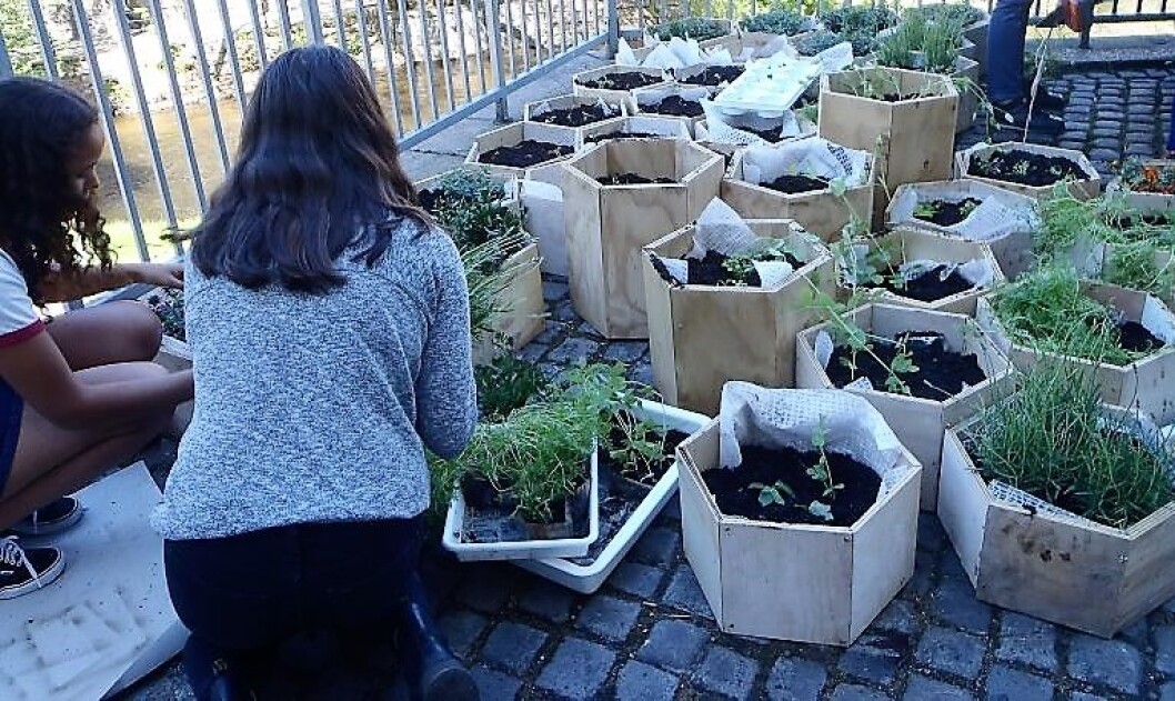 Elever ved Elvebakken videregående planter i sekskantede plantekasser. Foto Anders Høilund Elever ved Elvebakken videregående planter i sekskantede plantekasser. Foto Anders Høilund