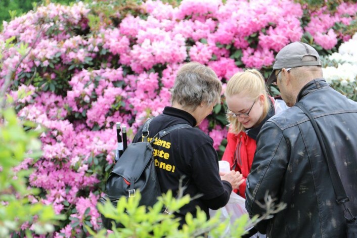 Leting etter humler i rododendronene i Botanisk hage. Foto: Inge Madsen