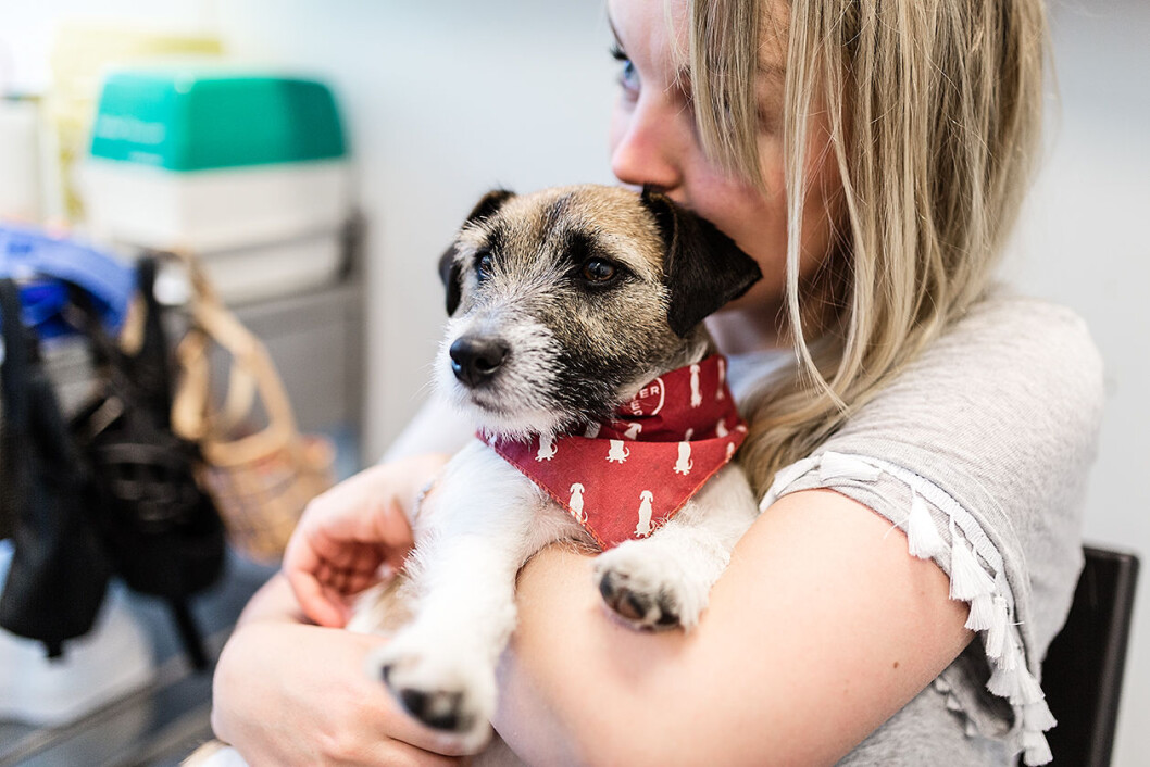 Julia Ansnes og hennes Jack Russell terrier Pippi har hatt det tøft, men nå er Pippi i sitt gamle jeg, selv om giften blir lenge i hundekroppen. Foto: Stine Raastad Julia Ansnes og hennes Jack Russell terrier Pippi har hatt det tøft, men nå er Pippi i sitt gamle jeg, selv om giften blir lenge i hundekroppen. Foto: Stine Raastad