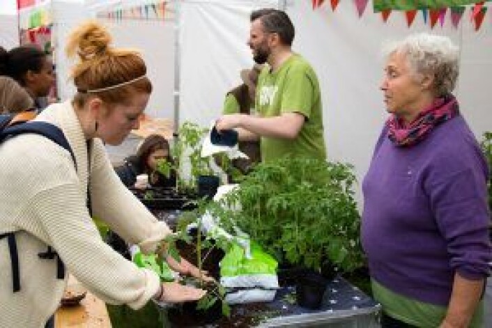 Elsa-Britt Enger hjalp de besøkene med tomatplantingen, og ga tips og råd om stell og vedlikehold. Foto: Susanne Skaug Elsa-Britt Enger hjalp de besøkene med tomatplantingen, og ga tips og råd om stell og vedlikehold. Foto: Susanne Skaug