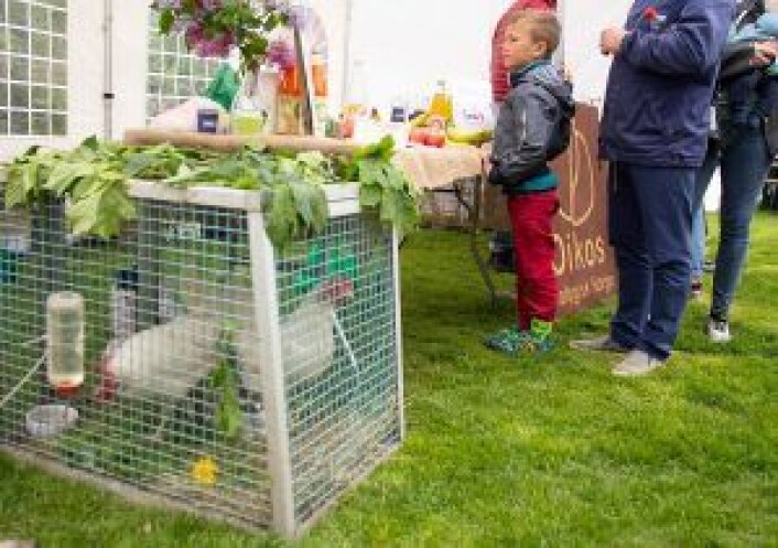 Det var flere forskjellige dyr på Miljøfestivalen, disse hønene var en del av Spires stand. Foto: Susanne Skaug Det var flere forskjellige dyr på Miljøfestivalen, disse hønene var en del av Spires stand. Foto: Susanne Skaug