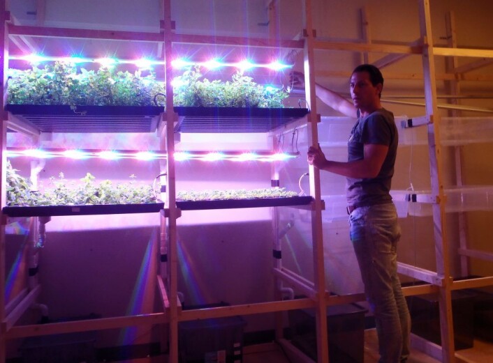 BySpire-tekniker Dirk-Jan van Lubek ved plantekassene. Her har han full kontroll på lys, temperatur, næring og vann til plantene. Foto: Anders Høilund BySpire-tekniker Dirk-Jan van Lubek ved plantekassene. Her har han full kontroll på lys, temperatur, næring og vann til plantene. Foto: Anders Høilund