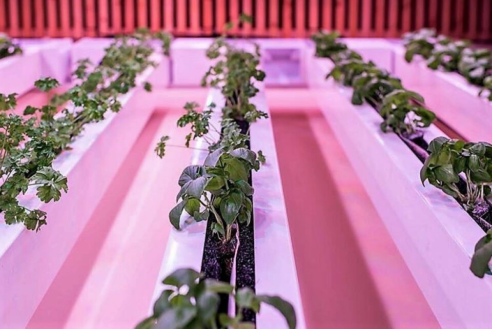 � Energibruken av salat og andre grønnsaker produsert innendørs er mye større enn produksjon ute, mener skribenten. Foto: BySpire