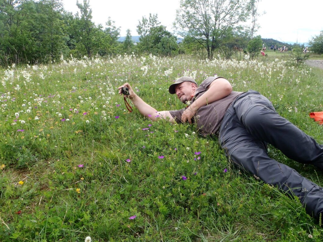� Å kunne ligge i en blomstereng en sommerdag og bare studere plantene mens jeg hører insekter som surrer forbi, det er lykke for meg, sier botaniker Bjørn H. Smevold fra Norsk botanisk forening. Her ser vi Smevold på utkikk etter bakkekløver, botanikkens St. Hallvard, på Hovedøya i 2017. Bakkekløveren er Oslos offisielle fylkesblomst. På Biomangfoldsuka blir det blant annet øysafari på Sankthansaften. Foto: Anders Høilund � Å kunne ligge i en blomstereng en sommerdag og bare studere plantene mens jeg hører insekter som surrer forbi, det er lykke for meg, sier botaniker Bjørn H. Smevold fra Norsk botanisk forening. Her ser vi Smevold på utkikk etter bakkekløver, botanikkens St. Hallvard, på Hovedøya i 2017. Bakkekløveren er Oslos offisielle fylkesblomst. På Biomangfoldsuka blir det blant annet øysafari på Sankthansaften. Foto: Anders Høilund