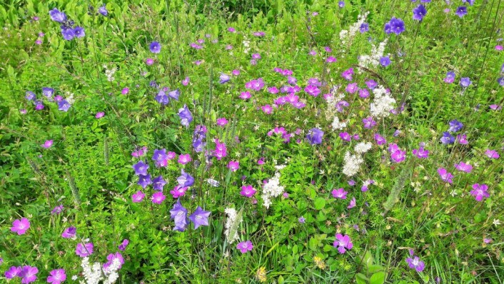 Blomsterengene på Hovedøya er slik du trodde bare fantes i eventyrene. I henholdsvis rødt, hvitt og blått har vi blodstorkenebb, knollmjødurt og fagerklokke. Foto: Anders Høilund Blomsterengene på Hovedøya er slik du trodde bare fantes i eventyrene. I henholdsvis rødt, hvitt og blått har vi blodstorkenebb, knollmjødurt og fagerklokke. Foto: Anders Høilund