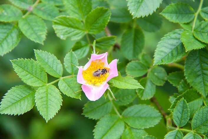 Dette er en villbie. I motsetning til honningbiene lever disse insektene alene. Veldig mange villbiearter er rødlistet som utrydningstruede. Foto: Per Ove Dahl Dette er en villbie. I motsetning til honningbiene lever disse insektene alene. Veldig mange villbiearter er rødlistet som utrydningstruede. Foto: Per Ove Dahl