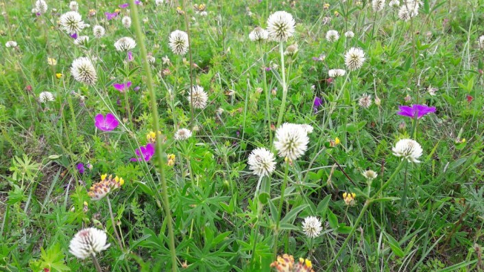 Bakkekløver, Oslos egen blomst, stikker seg obsternasig fram. Den vokser vilt bare her. Foto: Anders Høilund Bakkekløver, Oslos egen blomst, stikker seg obsternasig fram. Den vokser vilt bare her. Foto: Anders Høilund