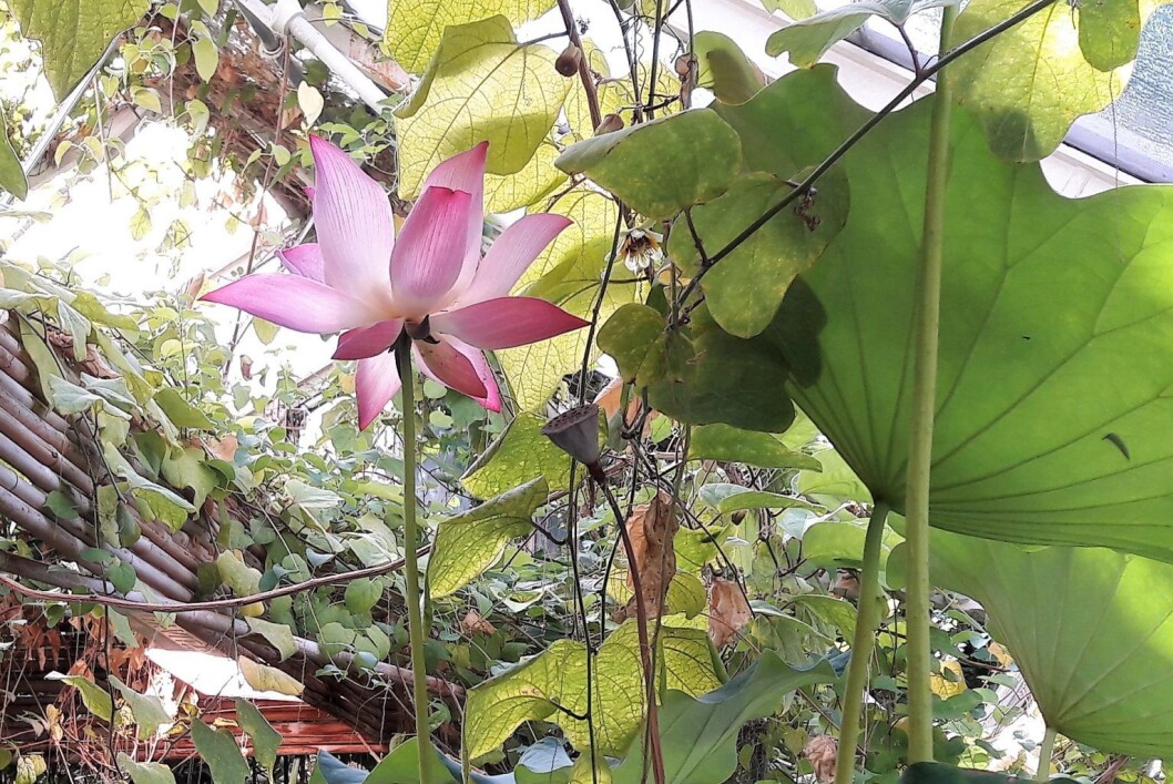Lotusblomsten blomster på Tøyen. Planten kan bli mere enn tusen år gammel, men blomstrer kun i noen dager i året. Foto: Anders Høilund Lotusblomsten blomster på Tøyen. Planten kan bli mere enn tusen år gammel, men blomstrer kun i noen dager i året. Foto: Anders Høilund