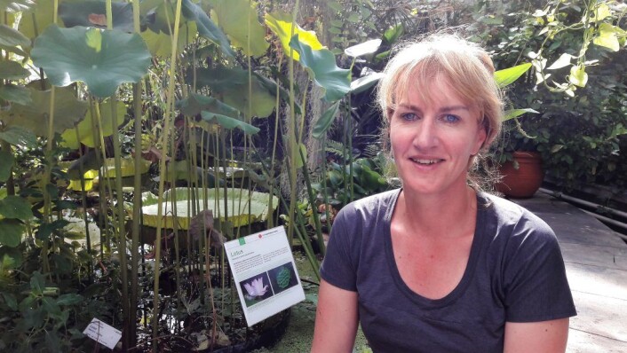 Botaniker Charlotte Sletten Bjorå og Naturhistorisk museum ønsker seg et større veksthus for å vise fram mer tropisk natur. Foto: Anders Høilund Botaniker Charlotte Sletten Bjorå og Naturhistorisk museum ønsker seg et større veksthus for å vise fram mer tropisk natur. Foto: Anders Høilund