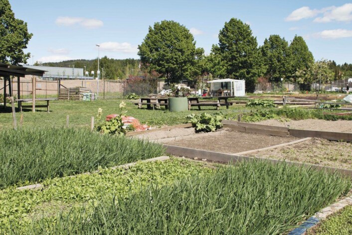 Parsellhagene på Stovner er grønne og frodige. Foto: Kikkut kommunikasjon Parsellhagene på Stovner er grønne og frodige. Foto: Kikkut kommunikasjon