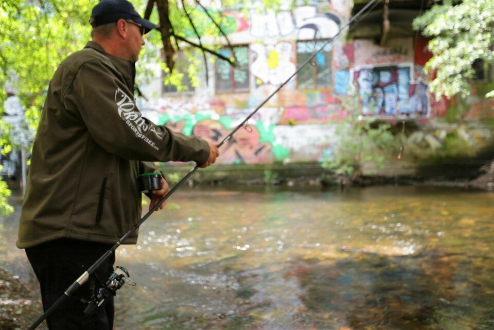 Nå er det fullt lov å fiske i Akerselva, etter at fiskekort er anskaffet. Foto: Bymiljøetaten