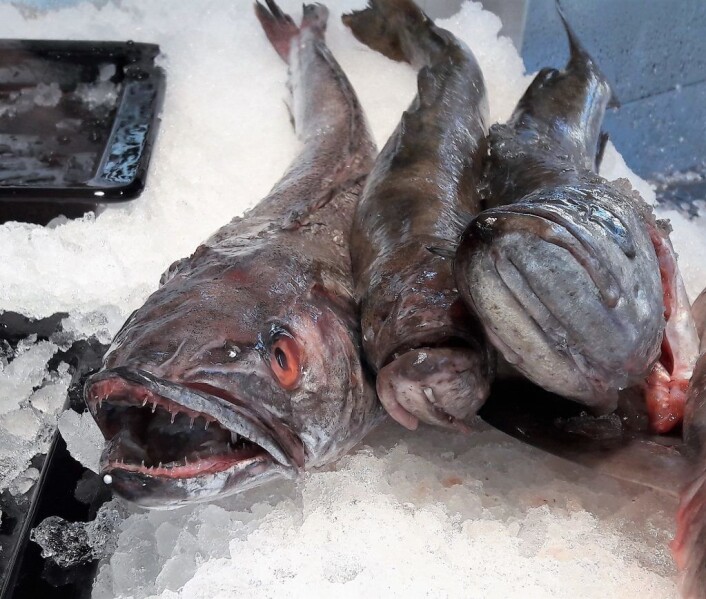 Nordmenn liker fisk som ser snill ut. Lysingen til venstre ser sint ut, men er en glimrende matfisk, høyt verdsatt i andre land. I midten og til høyre, lyr. Foto: Anders Høilund Nordmenn liker fisk som ser snill ut. Lysingen til venstre ser sint ut, men er en glimrende matfisk, høyt verdsatt i andre land. I midten og til høyre, lyr. Foto: Anders Høilund