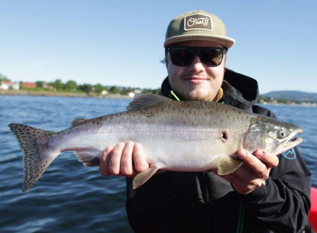 Mathias Aldorf med en pukkellaks fanget utenfor Snarøya. Foto: Albin Dahl, først publisert i fiskeavisen.no Mathias Aldorf med en pukkellaks fanget utenfor Snarøya. Foto: Albin Dahl, først publisert i fiskeavisen.no