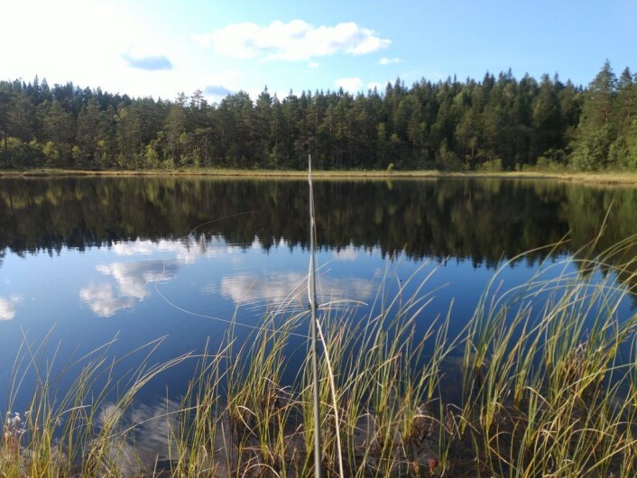Det er fint i skogen en vindstille dag i Juli. Foto: Bård Hammer Det er fint i skogen en vindstille dag i Juli. Foto: Bård Hammer