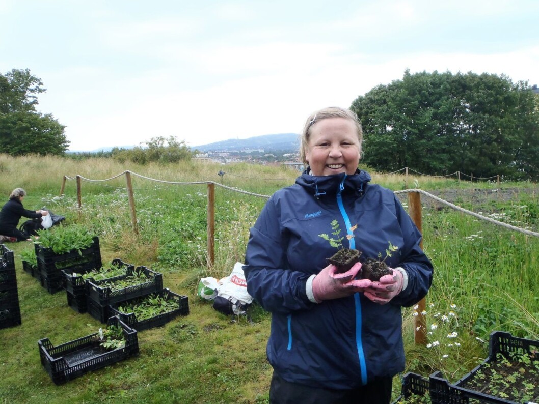Plantene kommer hjem. Botaniker Hilde Jacobsen hjelper de frivillige med å plante på best mulig måte. Foto: Anders Høilund Plantene kommer hjem. Botaniker Hilde Jacobsen hjelper de frivillige med å plante på best mulig måte. Foto: Anders Høilund