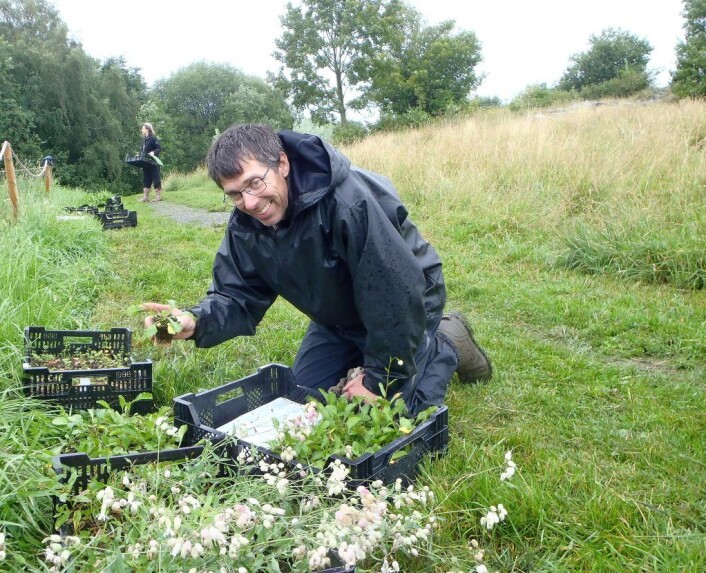 Bård Bredesen fra bymiljøetaten. Plantene som blir satt ut er fra frø hentet fra området rett bak Bredesens rygg. Foto: Anders Høilund Bård Bredesen fra bymiljøetaten. Plantene som blir satt ut er fra frø hentet fra området rett bak Bredesens rygg. Foto: Anders Høilund