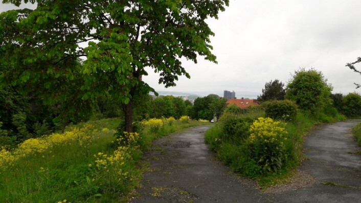 På Kjølbergtoppen ved Hasle kirke har de lokale plantene fått blomstre fritt i år. Foto: Anders Høilund På Kjølbergtoppen ved Hasle kirke har de lokale plantene fått blomstre fritt i år. Foto: Anders Høilund
