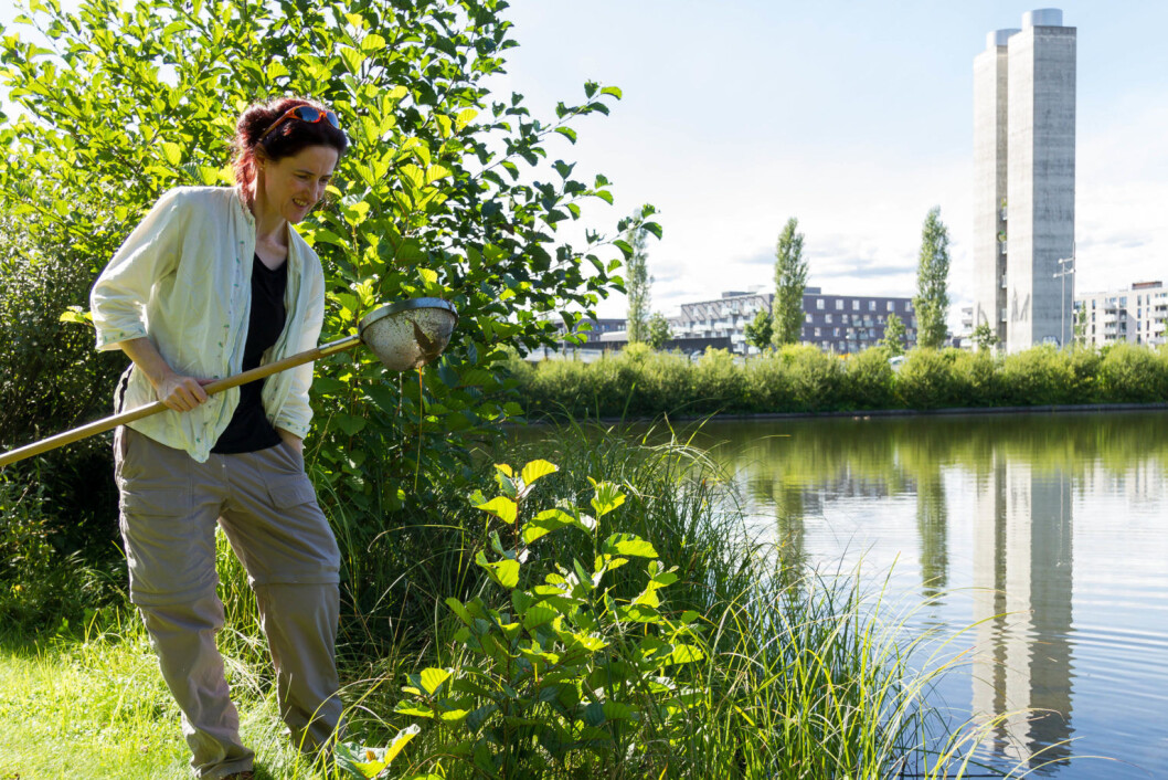 I vannspeilet i Middelalderparken finner Maritza Ilich Mauseth øyenstikkernymfer. Foto: Kristian Velkovskij I vannspeilet i Middelalderparken finner Maritza Ilich Mauseth øyenstikkernymfer. Foto: Kristian Velkovskij
