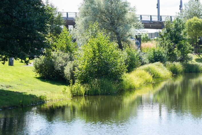 Vannspeilet i Middelalderparken er et godt eksempel på at det går an å lage både park og natur rundt dammen. Foto: Kristijan Velkovski Vannspeilet i Middelalderparken er et godt eksempel på at det går an å lage både park og natur rundt dammen. Foto: Kristijan Velkovski