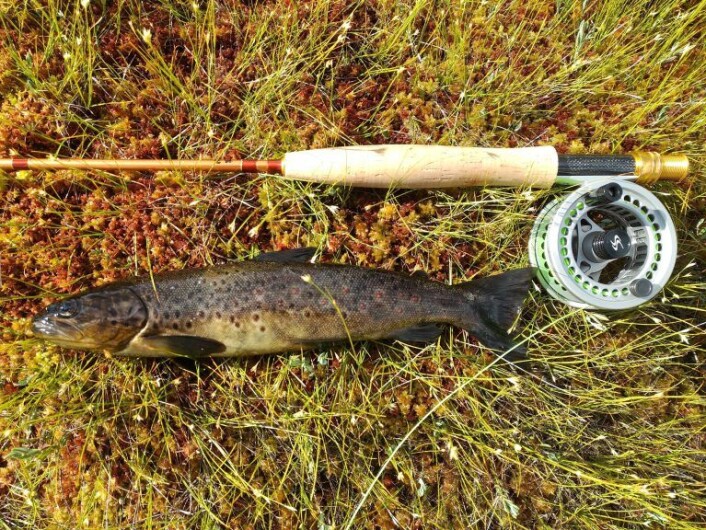 En fin liten stekefisk. Foto: Bård Hammer En fin liten stekefisk. Foto: Bård Hammer