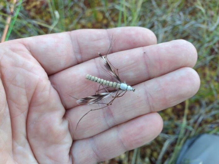 En Daddy Longlegs bør kunne lure opp en skikkelig rugg. Foto: Bård Hammer En Daddy Longlegs bør kunne lure opp en skikkelig rugg. Foto: Bård Hammer