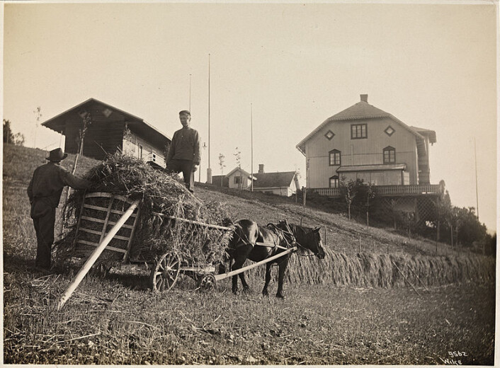 Hesjing på Aulestad i 1908. Foto: Nasjonalbiblioteket Hesjing på Aulestad i 1908. Foto: Nasjonalbiblioteket