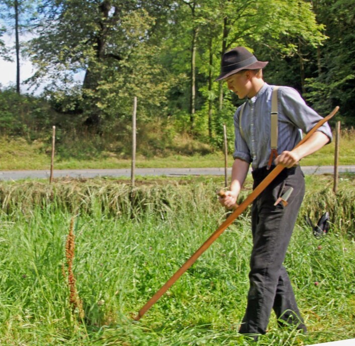 Å slå med ljå krever trening. Syver Marthinsen Goksøyr bruker sommeren til å vise folk hvordan det gjøres. Foto: Hans Magnus Borge Å slå med ljå krever trening. Syver Marthinsen Goksøyr bruker sommeren til å vise folk hvordan det gjøres. Foto: Hans Magnus Borge
