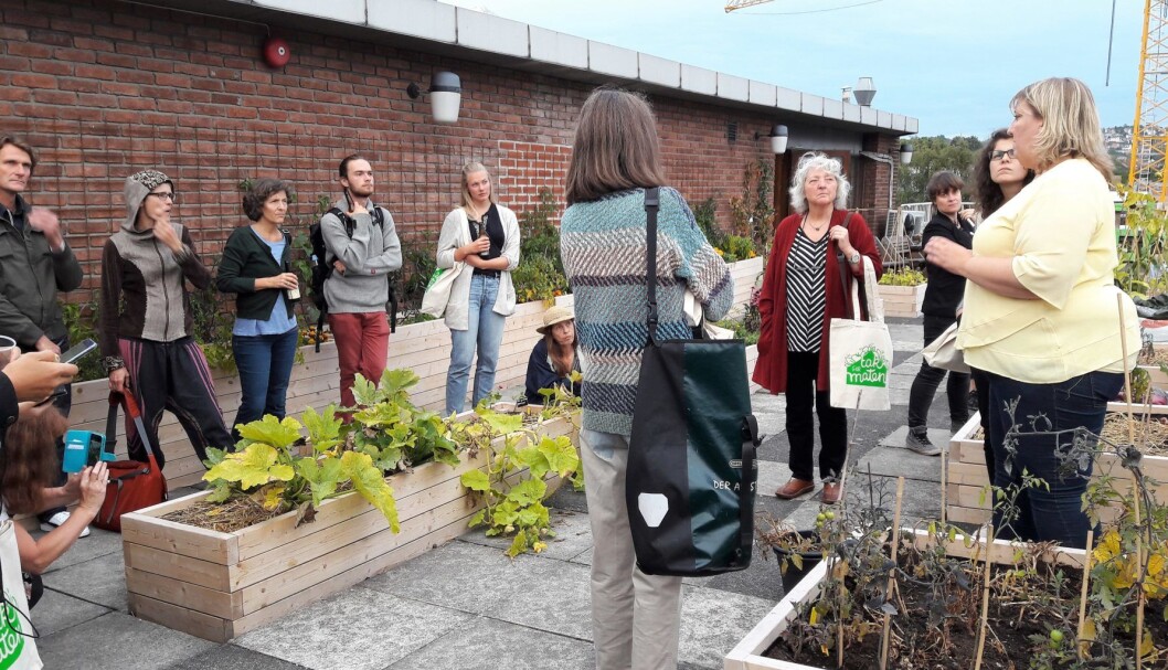 Det er ikke alt som spirer og gror på taket på Greenhouse på Grønland. Helene Gallis i Nabolagshager forteller om erfaringer fra første sesong. Foto: Anders Høilund Det er ikke alt som spirer og gror på taket på Greenhouse på Grønland. Helene Gallis i Nabolagshager forteller om erfaringer fra første sesong. Foto: Anders Høilund