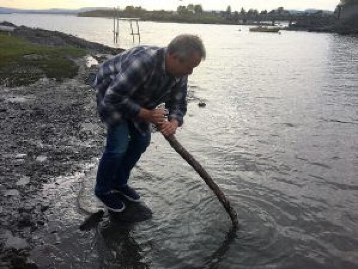 Styreleder Lars Askholt i Lindøya vel demonstrerer hvor gjørmete det er på strendene på Lindøya, og hvor lett det er å synke ned. Foto. Tarjei Kidd Olsen Styreleder Lars Askholt i Lindøya vel demonstrerer hvor gjørmete det er på strendene på Lindøya, og hvor lett det er å synke ned. Foto. Tarjei Kidd Olsen