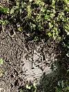 Jødisk gravlund i Sofienbergparken