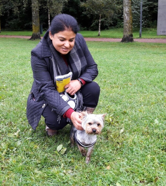 Yorkshireterrieren Brune har nesten ikke tid til å sitte stille hos matmor Dimple Kahlon. Sammen er de på Hundejordet, gjerne to ganger om dagen. Foto: Anders Høilund Yorkshireterrieren Brune har nesten ikke tid til å sitte stille hos matmor Dimple Kahlon. Sammen er de på Hundejordet, gjerne to ganger om dagen. Foto: Anders Høilund