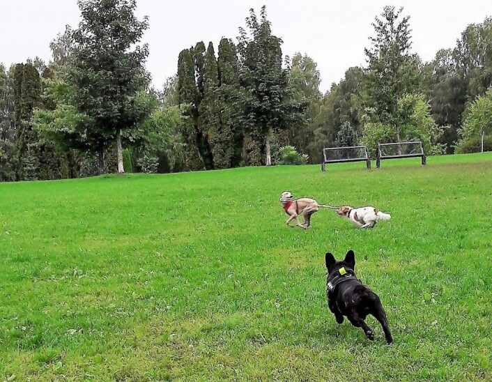 Don er en svart fransk bulldog som liker å løpe etter tispene. Her har han forelsket seg i en whippet. Fransk bulldog mot whippet, det er rått parti. Foto: Anders Høilund Don er en svart fransk bulldog som liker å løpe etter tispene. Her har han forelsket seg i en whippet. Fransk bulldog mot whippet, det er rått parti. Foto: Anders Høilund