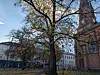 Det er dette treet utenfor Jakob kirke som skal lyses opp.