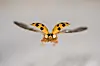 Harlekinmarihøna (Harmonia axyridis) trives særlig i busker, kratt og hager i bynære strøk.