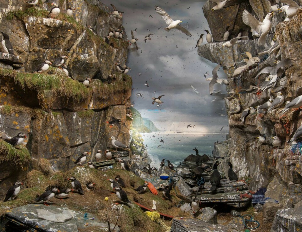 Fuglefjell i Naturhistorisk museum med plastsøppel. Foto: UiO - Naturhistorisk museum