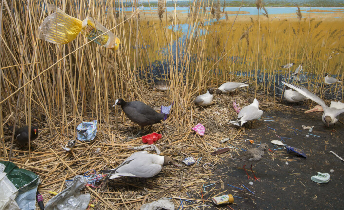 Våtmarksmonter med plastforurensing. Foto: UiO - Naturhistorisk museum Våtmarksmonter med plastforurensing. Foto: UiO - Naturhistorisk museum