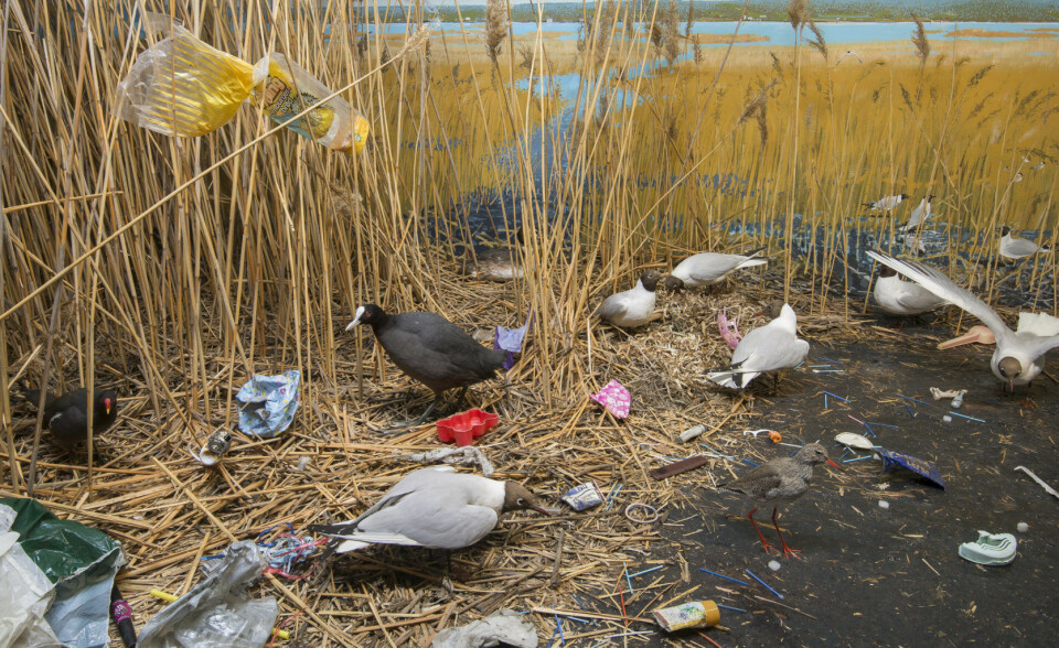 Våtmarksmonter med plastforurensing. Foto: UiO - Naturhistorisk museum