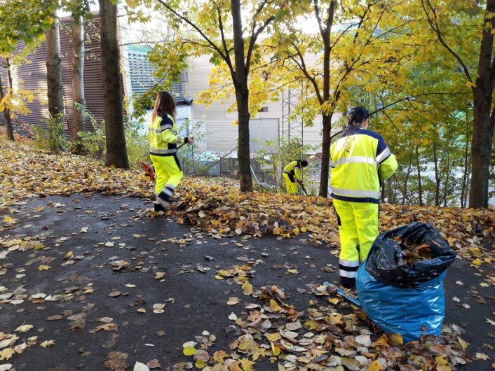 Enorme mengder med løv skulle rakes rakes sammen. Effektiviteten var stor. Foto: Anders Høilund Enorme mengder med løv skulle rakes rakes sammen. Effektiviteten var stor. Foto: Anders Høilund