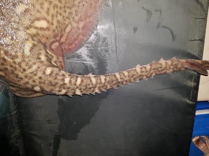 Det er lett å se hvordan piggskaten har fått navnet sitt. Foto: Privat Det er lett å se hvordan piggskaten har fått navnet sitt. Foto: Privat