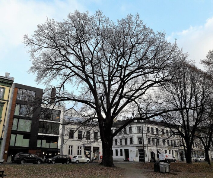 Den største eika i Sofienbergparken er et staselig tre. Går du innunder får du et bedre inntrykk av dimensjonene. Foto: Anders Høilund Den største eika i Sofienbergparken er et staselig tre. Går du innunder får du et bedre inntrykk av dimensjonene. Foto: Anders Høilund